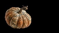 Aged pumpkin with weathered tan and brown texture, isolated on transparent background. Ready for autumn designs, t-shirt graphics, clipart, stickers, and print-on-demand projects.