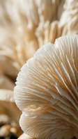 Close-up macro view of delicate oyster mushroom gills showing intricate natural patterns and textures in soft beige tones for culinary and nature themes.