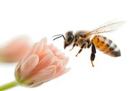 Honey bee in flight approaching pink flower on white background, showcasing pollination process in nature.