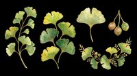 Ginkgo biloba leaves isolated on transparent background, ready for t-shirt design, clipart, stickers, sublimation and print-on-demand products.