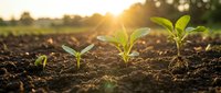 Young green seedlings emerging from rich dark soil in agricultural field during golden hour sunrise with warm sunlight creating natural farming growth concept.