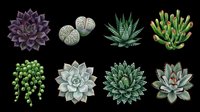Eight detailed succulent plants isolated on transparent background, top view collection for stickers, t-shirt design, print on demand, clipart, and sublimation projects.