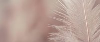 Soft pink feather close-up with delicate texture and gentle lighting creating dreamy ethereal atmosphere for spa wellness beauty backgrounds.