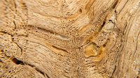 Macro close-up of wood grain texture showing natural growth rings, knots, and detailed surface patterns. Suitable for backgrounds, design elements, and woodworking projects.