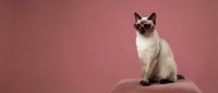 Siamese cat with blue eyes sitting gracefully on pink surface against matching background, studio portrait of purebred feline with cream and brown markings.