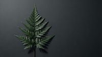 Fern leaf with delicate green fronds isolated on dark gray background, suitable for botanical designs, nature-themed graphics, and eco-friendly branding projects.
