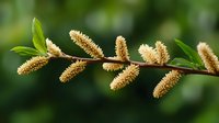 Fresh spring willow branch with fluffy cream-colored catkins against blurred green background, showing seasonal transformation and natural growth pattern.
