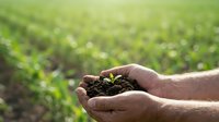 Farmer holding rich soil in hands over green field, representing agriculture, sustainability, and earth care for farming and environmental concepts.