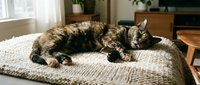 Tabby cat sleeping peacefully on cozy knitted blanket in warm sunlit living room. Domestic pet relaxation and comfort at home interior scene.