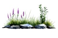 Watercolor garden border with purple lavender flowers, gray rocks, green grass and eucalyptus leaves on white background, isolated decorative element for design.