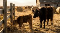 Brown goats standing in rural farmyard with wooden fence, hay bales, and weathered barn buildings in background, depicting livestock farming and countryside agriculture.