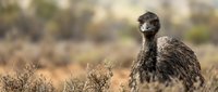 Young emu chick standing in natural Australian outback habitat with blurred bushland background. Wildlife photography showcasing native bird species.