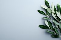 Fresh olive branch with green leaves on light gray background, minimalist botanical composition with copy space for text placement.