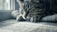 Sleepy tabby cat resting peacefully on soft blanket by window. Cozy domestic pet relaxation scene with natural lighting for home decor concepts.