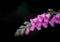 Pink foxglove flowers bloom in dramatic sequence against dark background, showcasing delicate spotted throats and drooping bell shapes in natural garden setting.