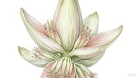 Delicate lotus flower with pale petals featuring soft pink and cream tones, isolated on white background, suitable for botanical designs and floral artwork projects.