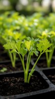 Fresh parsley seedlings growing in starter tray with rich soil, showing vibrant green leaves and stems against dark earth background, macro photography.