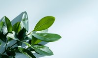 Fresh green ficus leaves against light blue background, creating minimalist botanical composition for wellness, nature, and environmental concepts.
