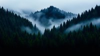 Moody mountain landscape with dense evergreen forest shrouded in morning mist creating layers of silhouettes against foggy atmospheric conditions.