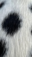 Close-up macro shot of soft animal fur texture with black and white pattern showing natural hair fibers and organic surface detail for backgrounds.