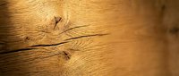 Mosquitoes resting on wooden surface with natural lighting, suitable for pest control, disease awareness, and educational materials about insect behavior and prevention.