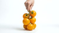 Hand holding fresh orange cherry tomatoes on vine against white background for healthy cooking and organic food concepts.