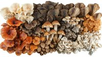 Diverse collection of fresh wild mushrooms arranged in color gradient from orange to brown and white, showing natural textures and patterns on white background.