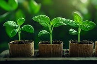 Young green seedlings growing in biodegradable peat pots against blurred natural background, showing plant development stages and sustainable gardening.