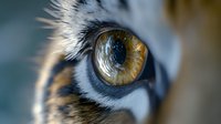 Extreme close up macro shot of tiger eye with detailed iris pattern, long white eyelashes and distinctive black and orange fur markings visible in sharp focus.