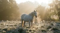 Gray horse standing in frost-covered meadow at sunrise with misty forest backdrop, suitable for equestrian, nature, and wellness design projects.