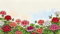Colorful geranium flowers border with pink red and white blooms on textured paper background for spring garden design projects and floral decorations.