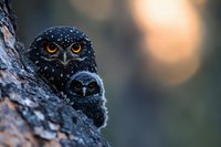 Spotted owlet pair with bright orange eyes peering from tree hollow at sunset, close-up wildlife portrait with soft bokeh background and dramatic lighting.