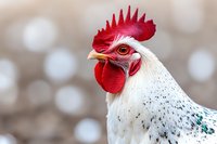 Close up portrait of white rooster with bright red comb and wattles against soft bokeh background. Farm bird head showing detailed feathers and distinctive features.