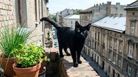 Black cat standing on urban rooftop terrace with potted plants and city buildings in background, suitable for pet, lifestyle, and urban living content.