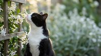 Adorable black and white kitten sitting outdoors in garden setting with white flowers, looking up curiously on sunny day with natural bokeh background.