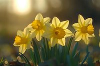 Yellow daffodils blooming in spring garden with soft bokeh background, vibrant narcissus flowers catching morning sunlight through green stems.