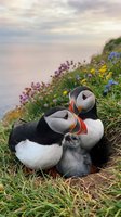 Two Atlantic puffins with fluffy gray chick nestled on grassy cliff edge surrounded by colorful wildflowers during golden hour sunset over ocean waters.