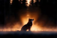Lone wolf silhouette against golden sunrise in misty meadow, dramatic lighting creates mystical atmosphere as wild animal sits in morning fog.