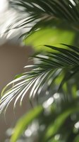 Soft focus palm fronds create gentle curves against blurred green background with natural bokeh effect, bringing tropical serenity to wellness and spa designs.