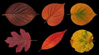 Six vibrant autumn leaves in red, orange, and yellow tones, isolated on transparent background. Ready for seasonal clipart, stickers, t-shirt design, and print on demand.