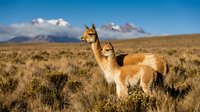 Vicuña family grazing in Andean highlands with snow-capped mountains and clear blue sky. Wildlife photography showcasing South American camelids in natural habitat.