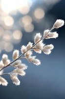 Delicate white fluffy plant stems against blurred bokeh background in soft morning light, creating dreamy natural macro photography composition.