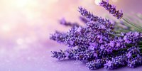 Fresh lavender flowers bunch on purple background with soft lighting for aromatherapy spa wellness relaxation natural organic herbal medicine concept.