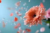 Peach gerbera daisy with floating petals against turquoise background, creating dreamy romantic atmosphere. Soft focus macro photography captures delicate movement.