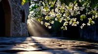 Sunbeams streaming through white spring blossoms onto ancient cobblestone path, creating magical light rays and shadows in morning atmosphere.