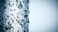 Winter birch tree bark texture with natural patterns and peeling layers against soft blue sky background for nature design projects.