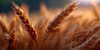 Golden wheat ears in warm sunlight close up, shallow depth of field. Agricultural field during harvest season, natural organic farming background.