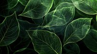 Fresh green leaves with prominent veins create natural pattern in dark moody lighting, macro photography shows intricate botanical details and textures.