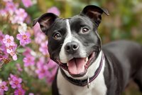 Happy black and white pit bull terrier dog with pink tongue out, posing among blooming pink flowers in garden setting.