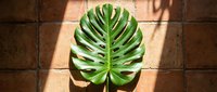 Monstera leaf with dramatic sunlight casting shadows on terracotta tile floor, tropical plant foliage for interior design and botanical themes.